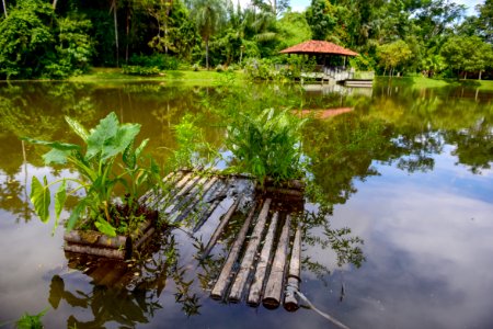 Assis Lima  Horto Florestal  Rio Branco AC