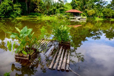 Assis Lima Horto Florestal Rio Branco AC photo