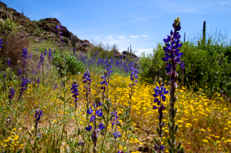 Lupine Around photo