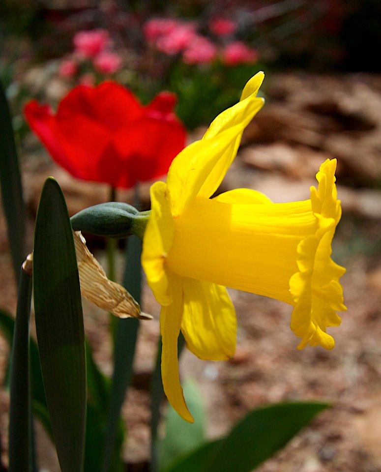 Yellow Trumpet photo