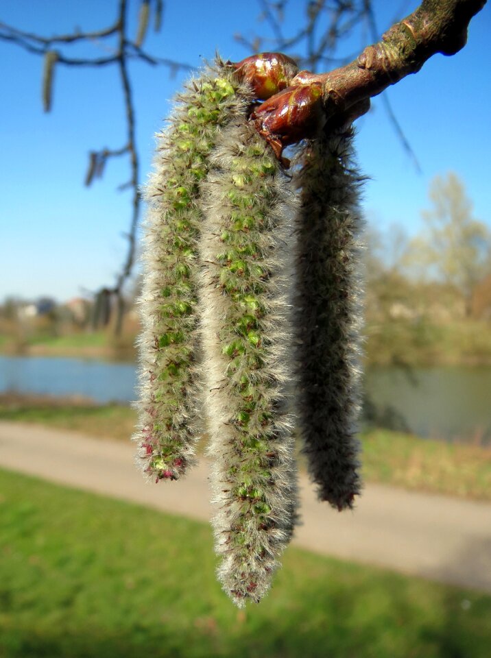 Populus tremula populus european