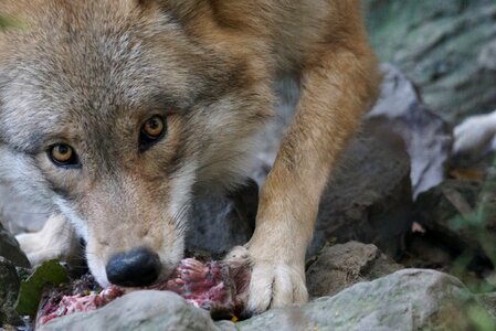 Wolf european attention