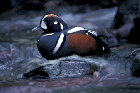 Waterfowl resting ground