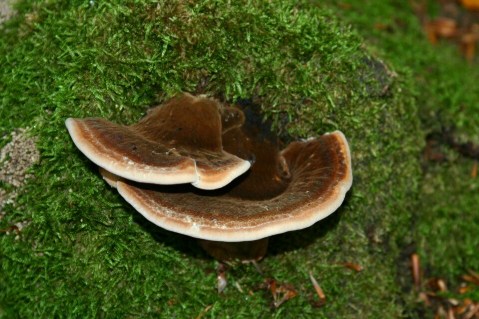 Forest green wood hub