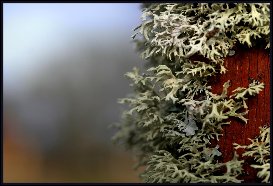 Lichen III photo