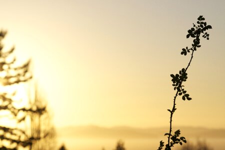 Nature outdoor dusk photo