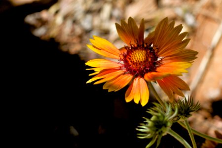 Flower Lights Up the Darkness