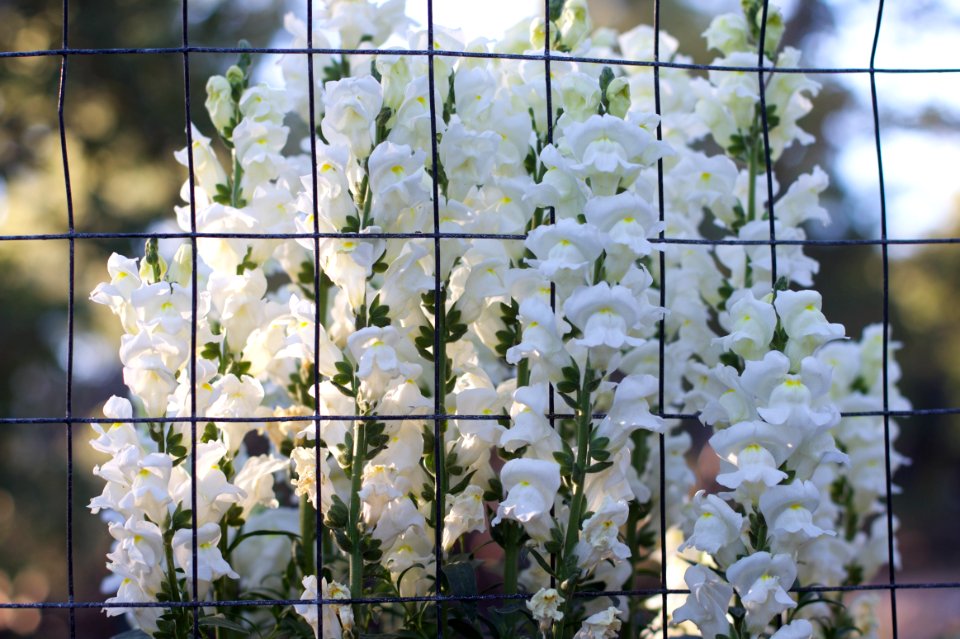 Snapdragon Gone Wild
