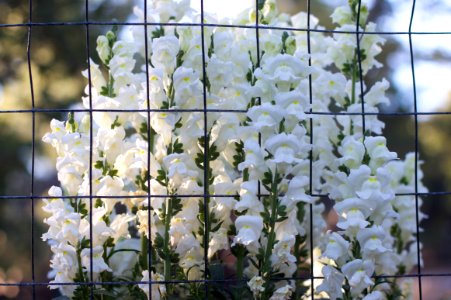 Snapdragon Gone Wild