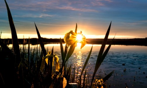 Yellow wild iris photo