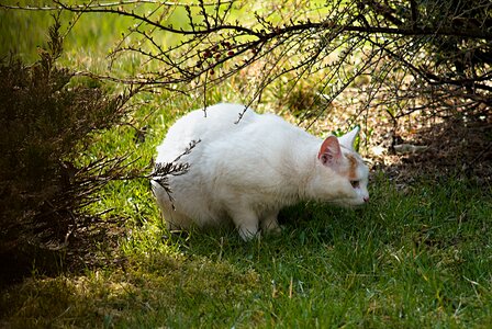 On the hunt garden sun