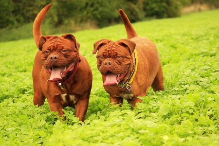 De dogue outdoors
