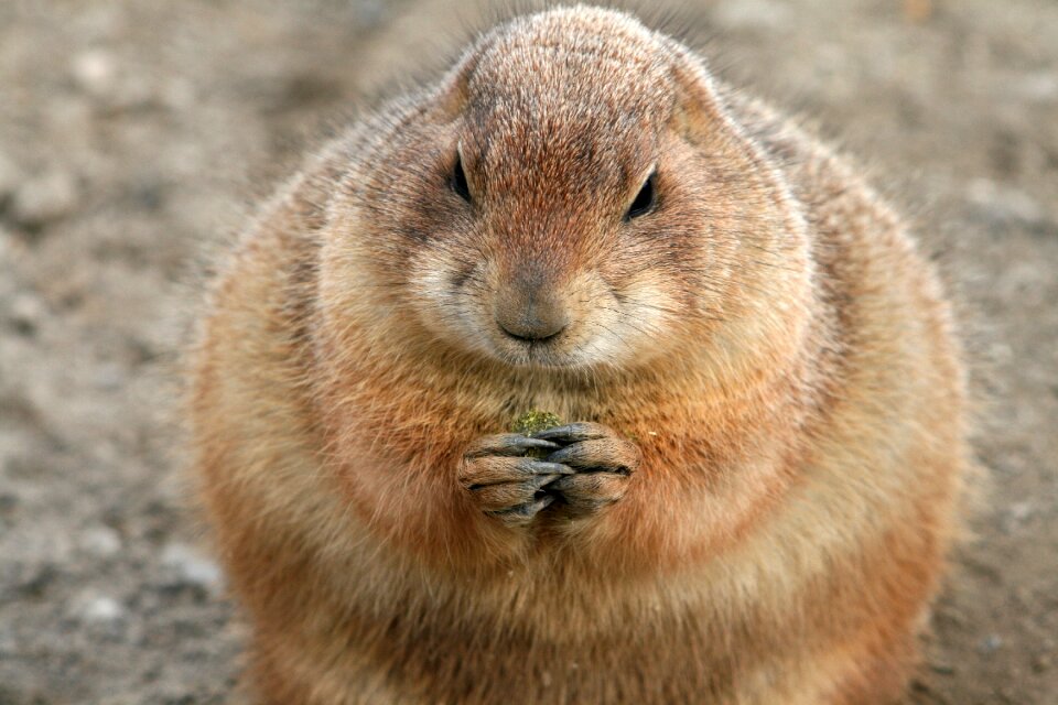 Eat eating fur coat