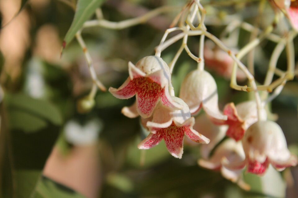 Brachychiton populneus bottle tree bell flowers