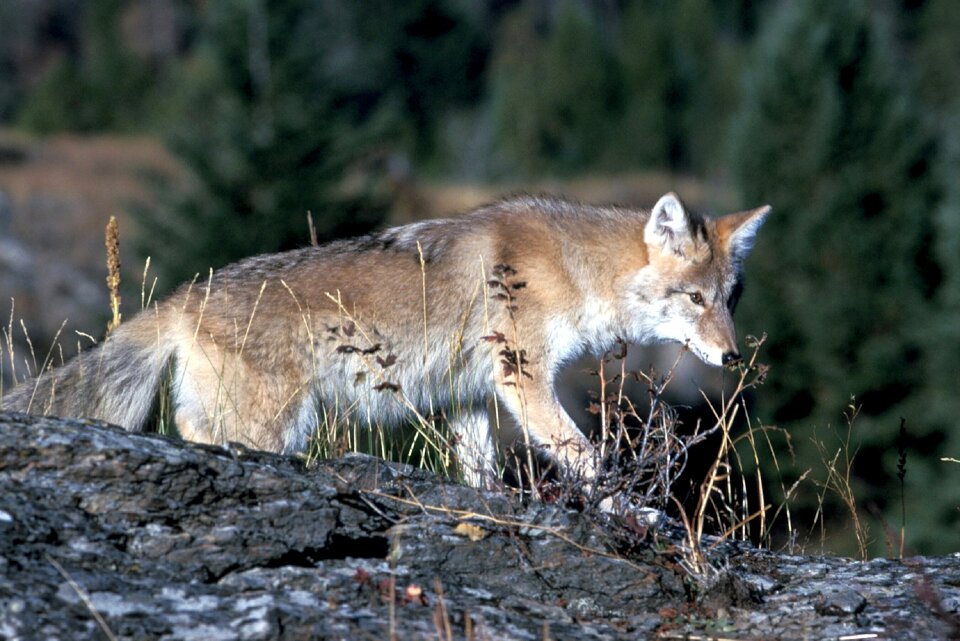 Park wild canine photo