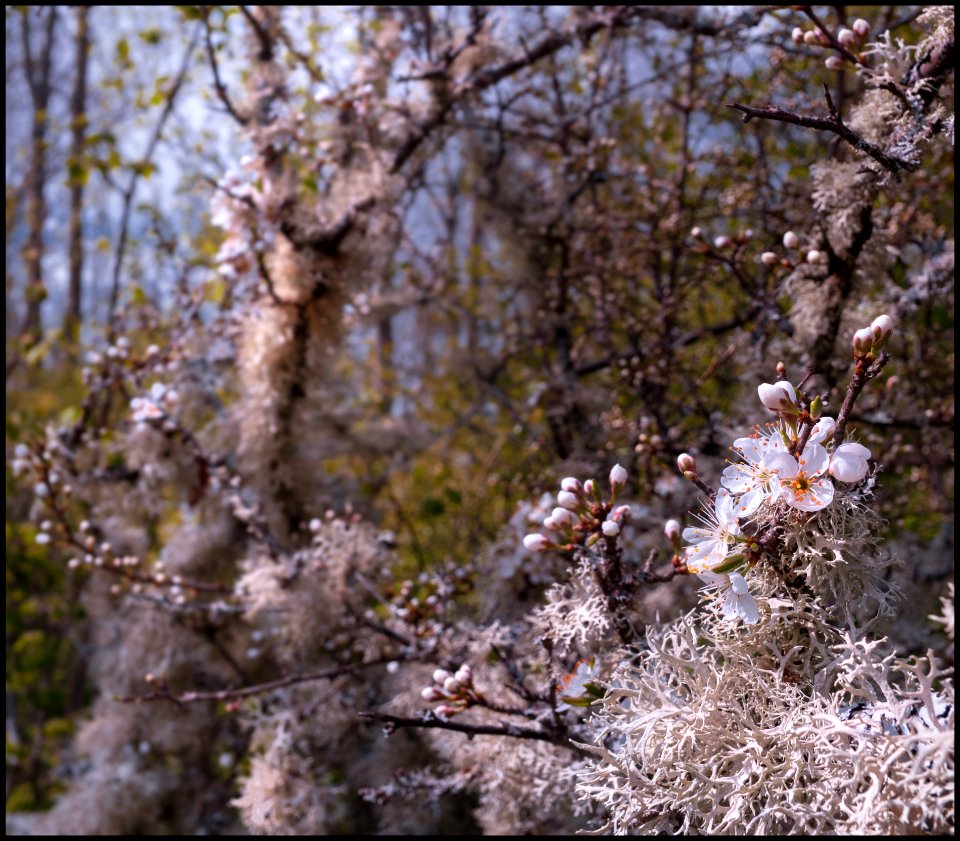 Blackthorn flowers photo