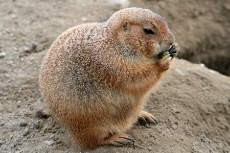 Eat eating fur coat