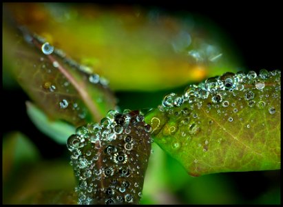 Water Drops photo