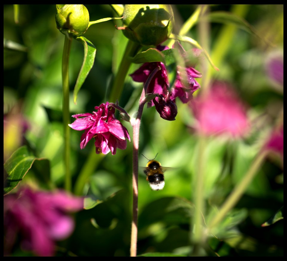 A bumblebee and european columbine