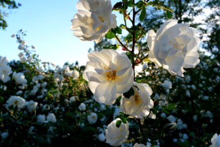 White roses photo