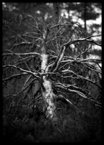 A Dead Pine photo