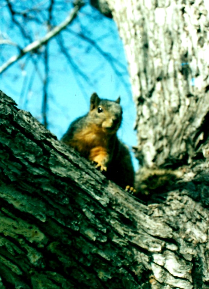 Red Squirrel , Devon , UK