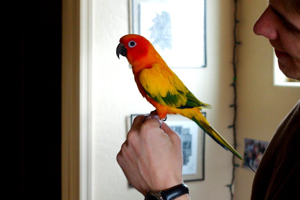 Derek's Watch Bird