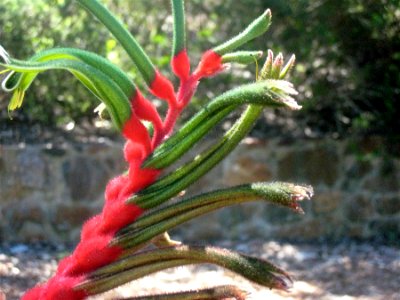 Red Worm?