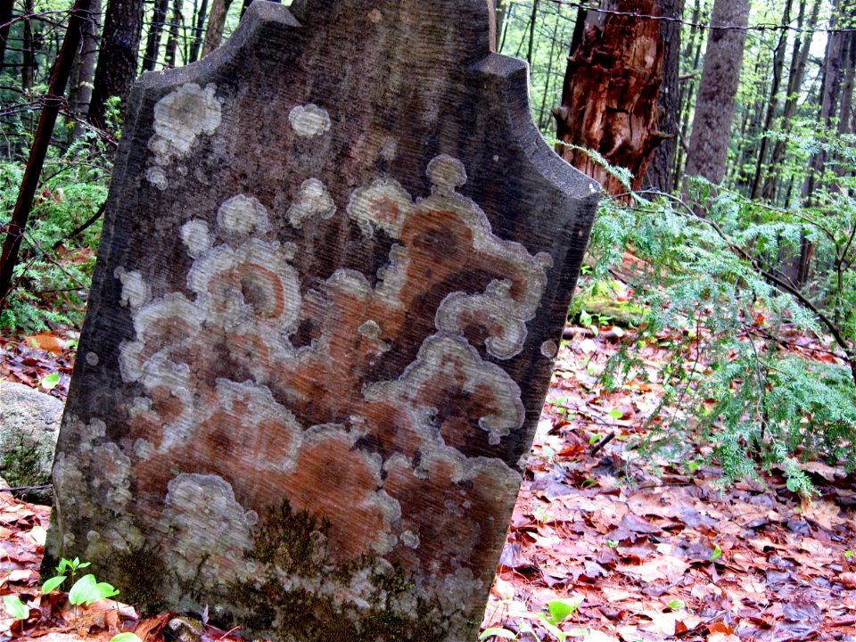 2009/365/127: The Earth Takes the Dead