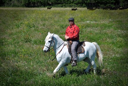 Camargue jumper horse