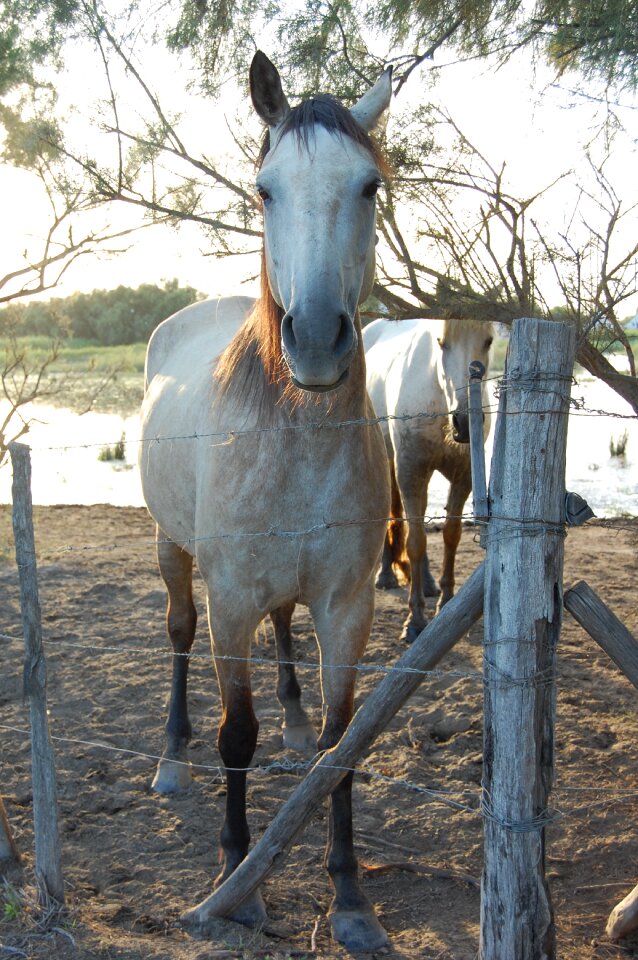 Horse camargue animals