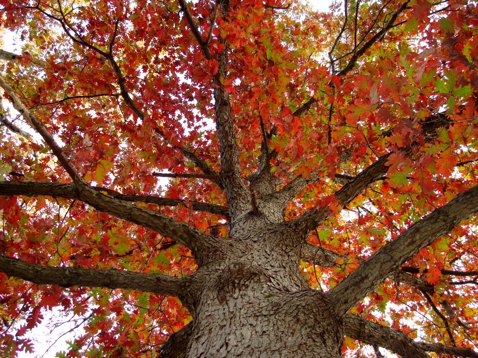 White Oak at Mount Auburn