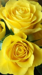 Flowers background bouquet