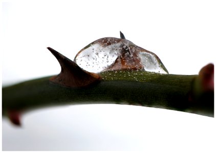 Rose thorns and ice photo