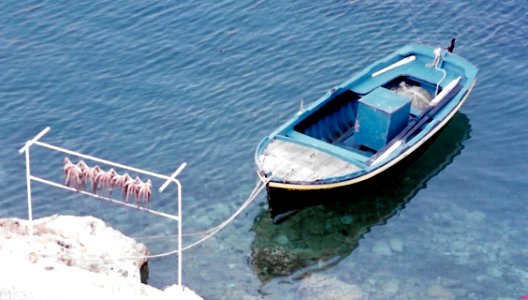 Calimari ( Squid ) , Greece