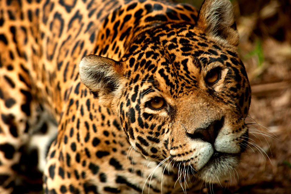 Renato Soares Zoo de Gramado Gramado RS
