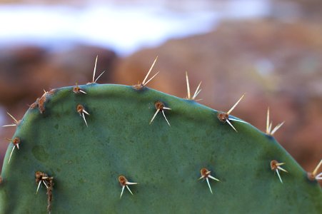 It's All Cactus, Baby