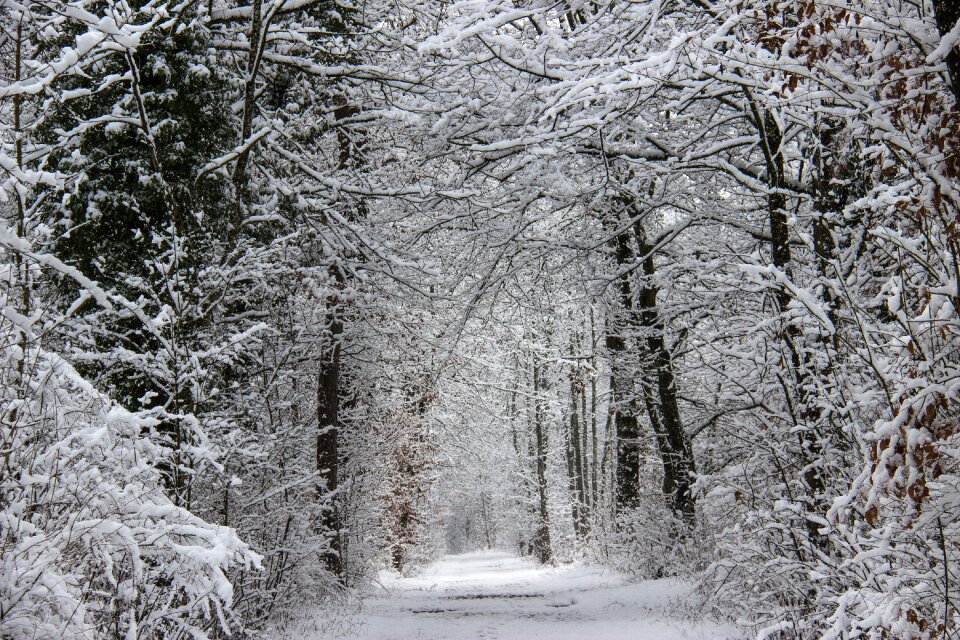 Winter nature wintry photo