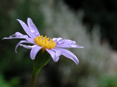 Agatea celestis rain flower