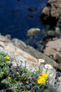 Flowers n the Edge