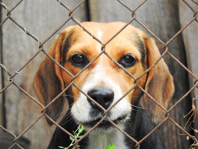 Dog imprisoned kennel