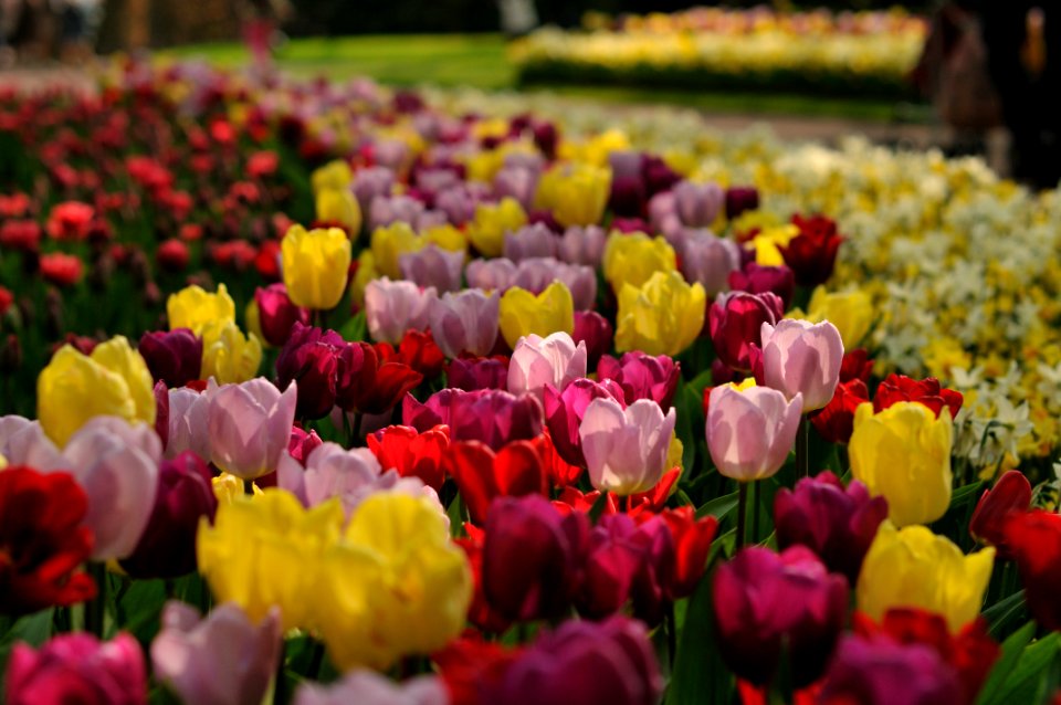 Keukenhof Holland Creative Commons by gnuckx