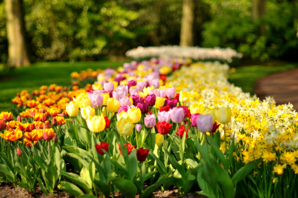 Keukenhof Holland Creative Commons by gnuckx
