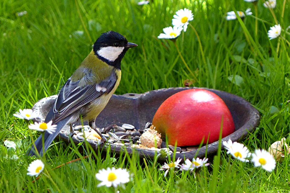 Young animal foraging garden