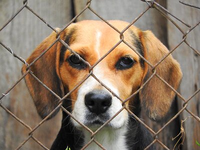 Dog imprisoned kennel