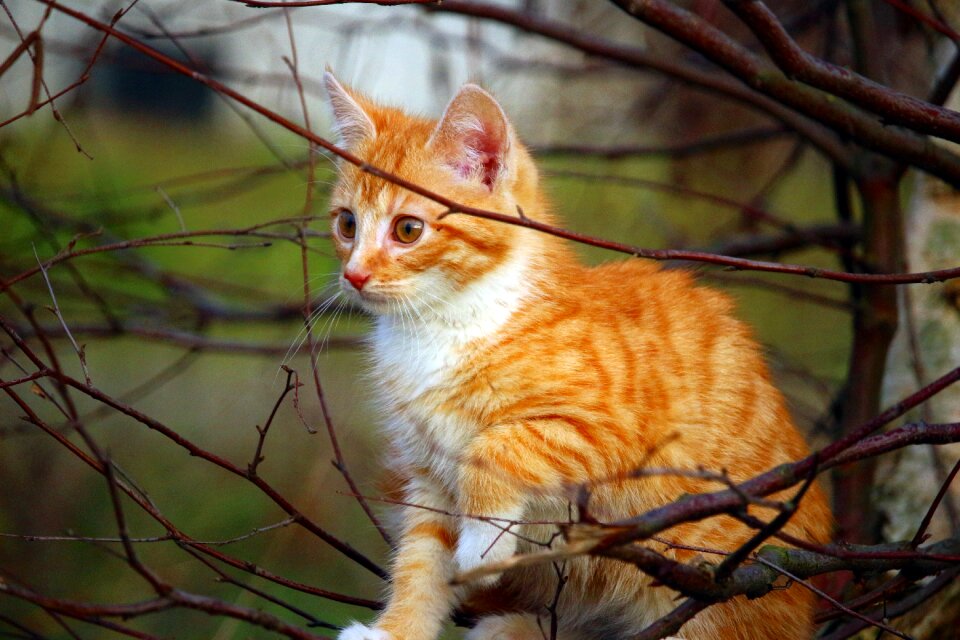 Playful mackerel autumn