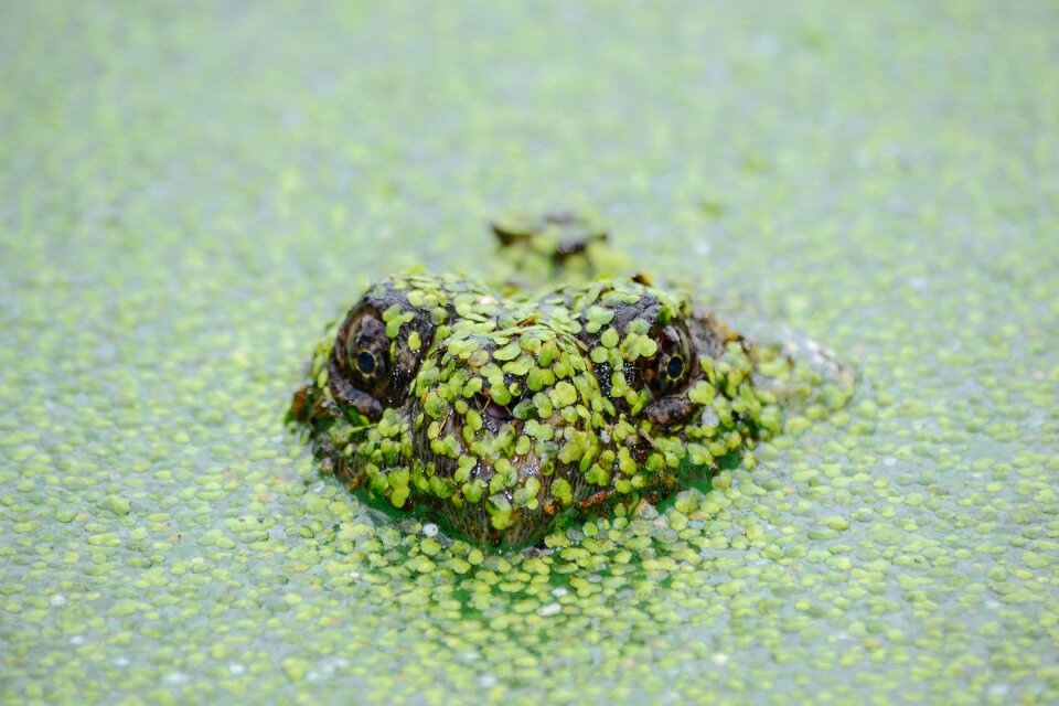 Animal water nature