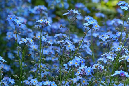 Flowers blue spring