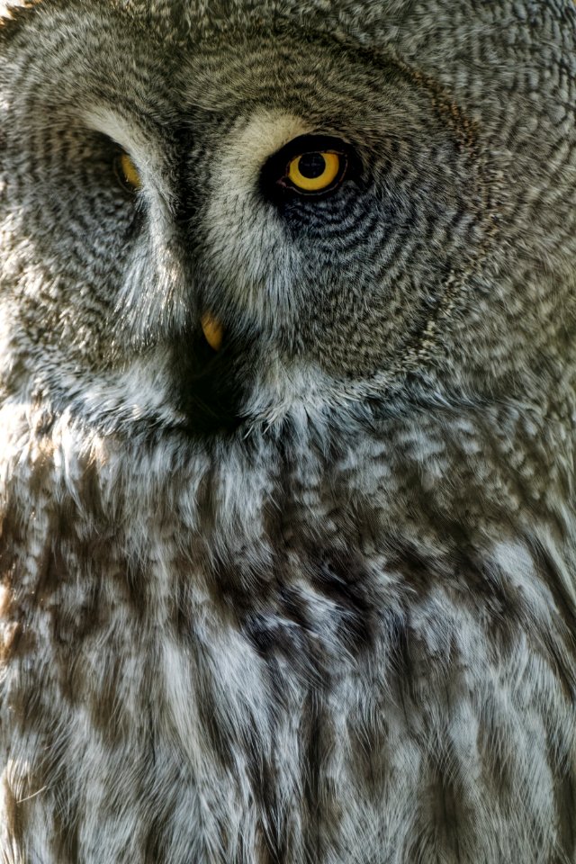 Great Grey Owl, Marwell Zoo