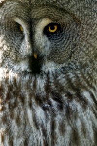 Great Grey Owl, Marwell Zoo